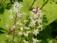 Tiarella wherryi Schuimbloem bestellen